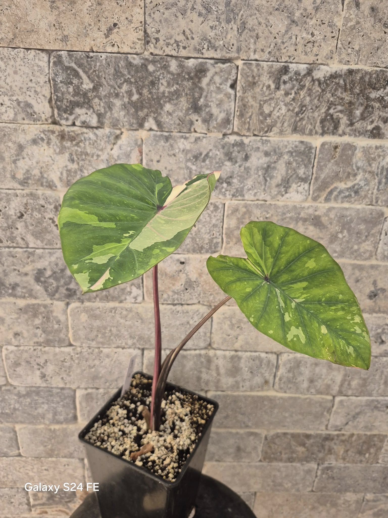 Colocasia Pink Sapphire